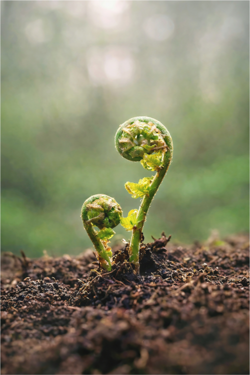 Main image Fiddlehead Twins – Emerging Forest Life: Minimalist macro photography of two curling green fern fiddleheads emerging from the forest floor, available as premium Alu-Dibond or Canvas wall art print.