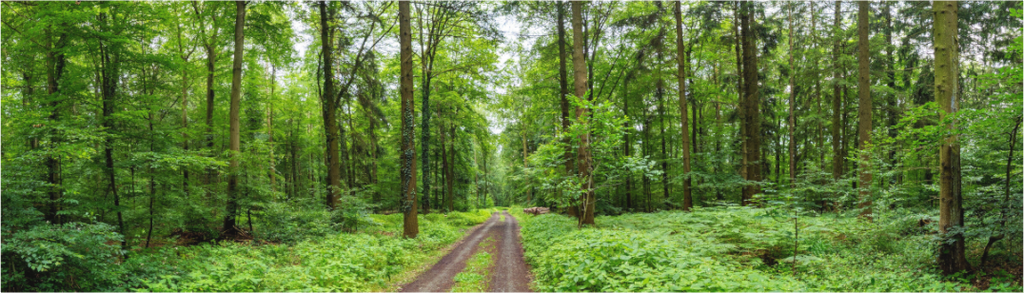 Main image Forest Path: Panoramic nature photography of a winding forest path in soft morning light, lush green canopy, available as premium Alu-Dibond or Canvas wall art print.