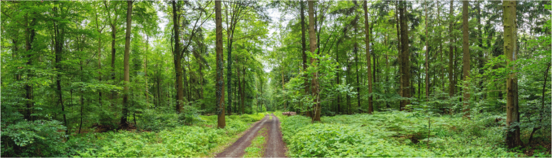 Main image Forest Path: Panoramic nature photography of a winding forest path in soft morning light, lush green canopy, available as premium Alu-Dibond or Canvas wall art print.