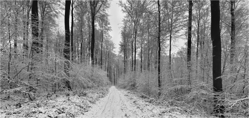 Main image Winter Path – Silence in Black and White: Minimalist black and white photography of a snowy forest path between tall leafless trees, quiet winter atmosphere, available as Alu-Dibond or Canvas wall art.