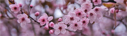 Main image Cherry Blossom Whisper – Spring’s Gentle Moment: Minimalist macro photography of soft pink cherry blossoms in gentle spring light, ethereal atmosphere, available as premium Alu-Dibond or Canvas wall art print.