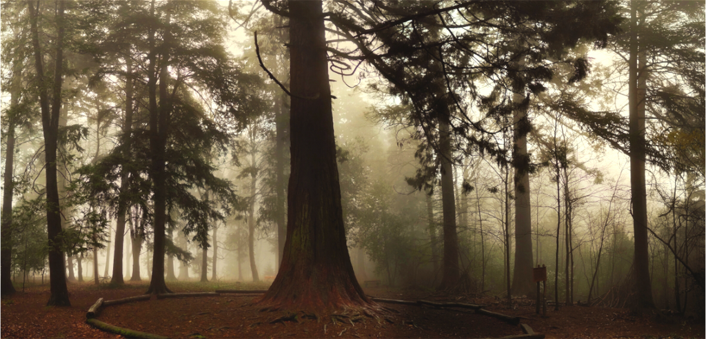 Main image Misty Forest Tree – Atmospheric Fine Art Print: A solitary tree rising from thick morning fog in an untouched forest, moody minimalist nature photography with soft natural lighting for zen home decor.