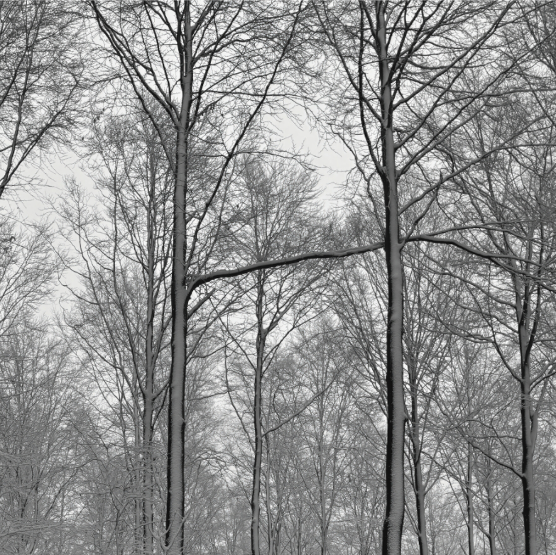 Main image Winter Link – Stillness Between the Trees: 