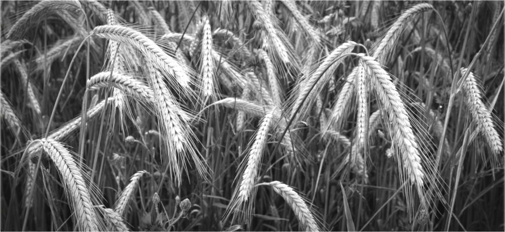 A serene, monochromatic fine art panorama titled 'Rural Silence' for Silent Path Arts, capturing the intricate, graphic texture of ripe wheat stalks gently arching, creating a sense of deep contemplation and natural calm in a dense field setting.