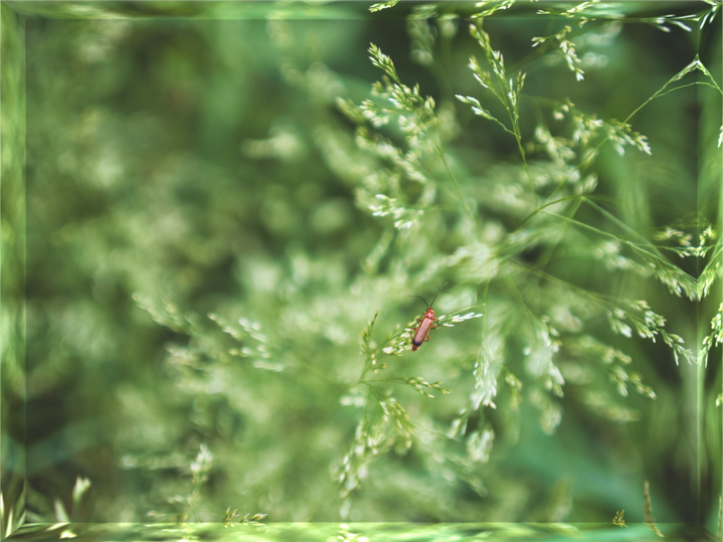 Main image Quiet Moment in Green: Close-up macro photography of a small red beetle on feathery green grasses, high-clarity acrylic block art for minimalist desks and modern shelf decor.
