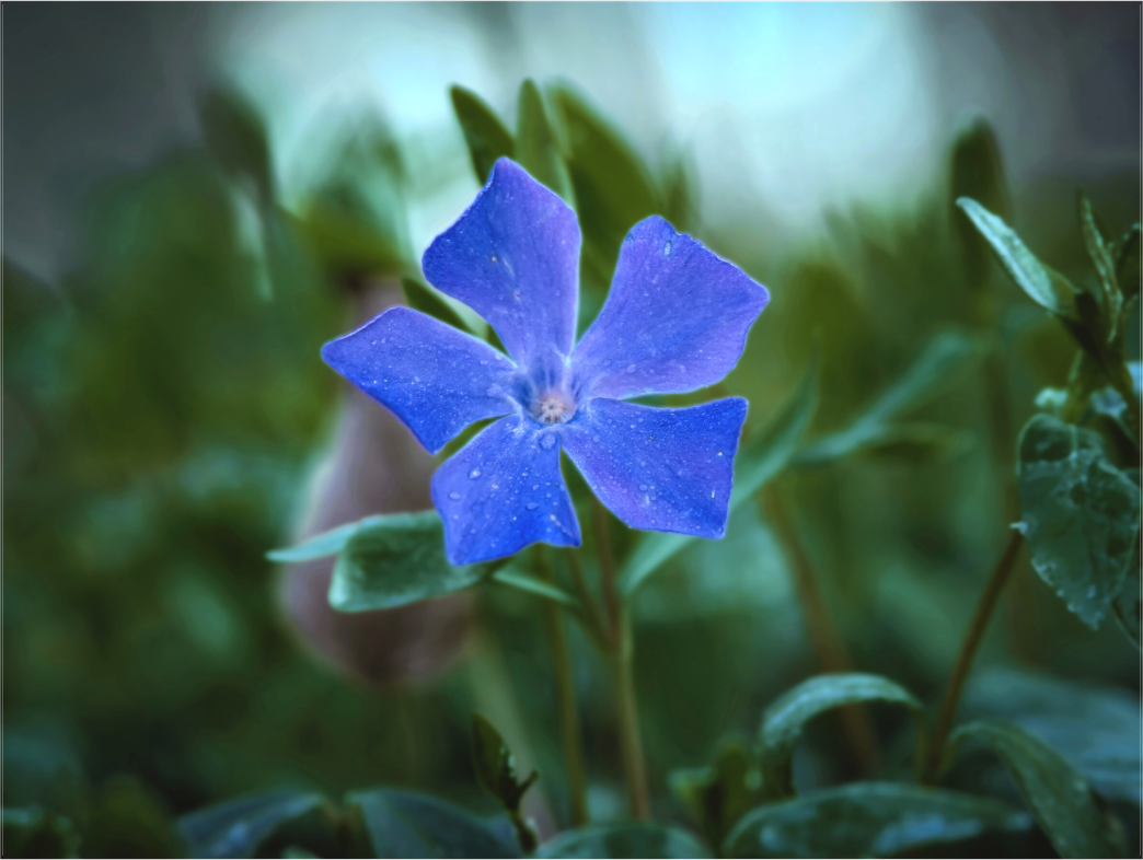 Main image Ephemeral Dew: Close-up macro photography of a blue Periwinkle flower with delicate dew drops on its petals, dark and moody nature background for minimalist wall decor.