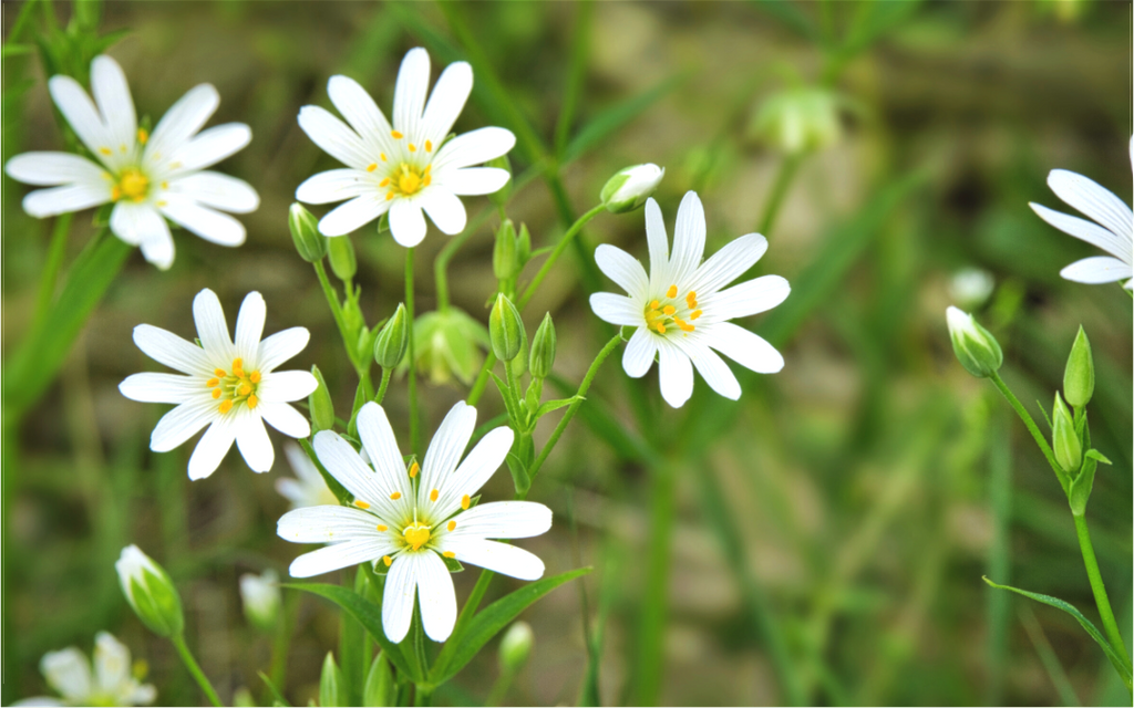 Close-up fine art photography of Greater Stitchwort wildflowers with bright white petals and golden centers, set against a soft green blurred bokeh background, available as premium Canvas or Alu-Dibond wall art by Silent Path Arts.