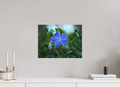 40 x 30 cm, Canvas Ephemeral Dew: The Blue Periwinkle
