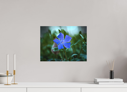 40 x 30 cm, Canvas Ephemeral Dew: The Blue Periwinkle