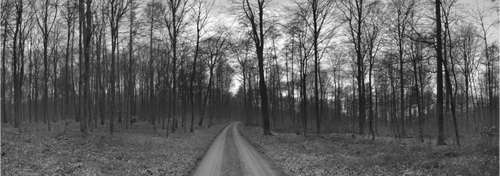 Main image Bare Forest – Quiet Steps in Monochrome