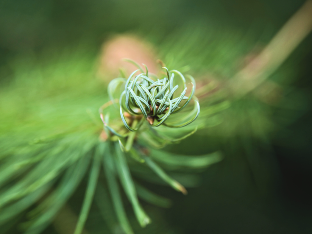 Main image Pine Spiral – Emerging Forest Light